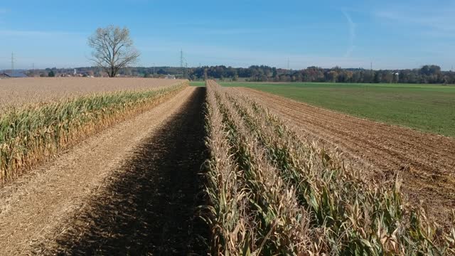 Cornfield harvest fall