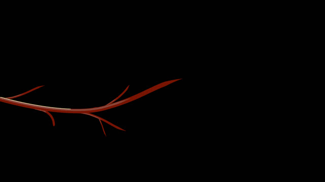 Flourish animation swirl decorative
