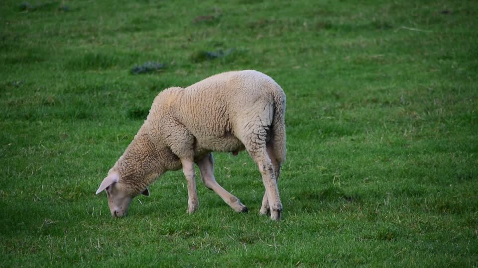 Sheep pasture meadow