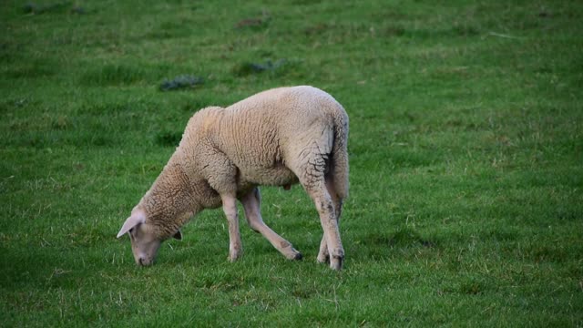 Sheep pasture meadow