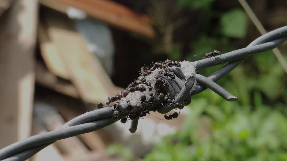 Ants collection macro