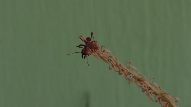 Ant insects ant on the leaf