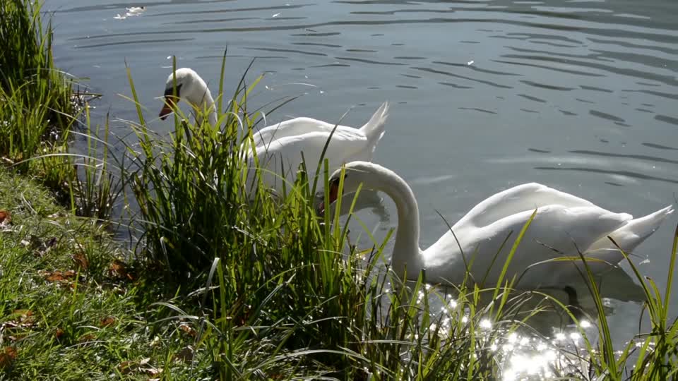 Swans animal creature