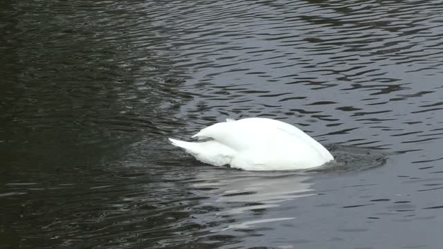 Swan dive water