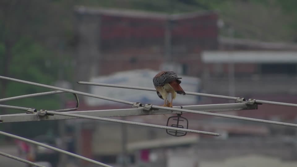 Raptor nature aguilucha