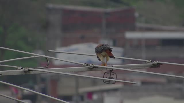 Raptor nature aguilucha