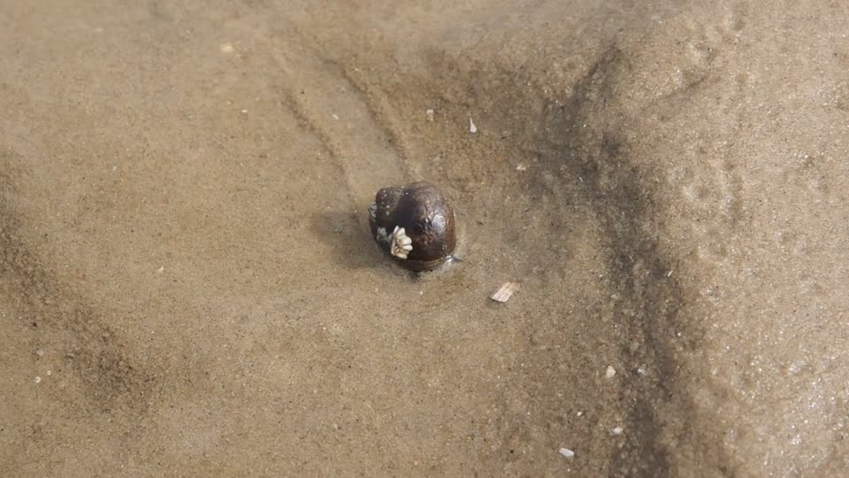 Large sea snail snail common sea snail