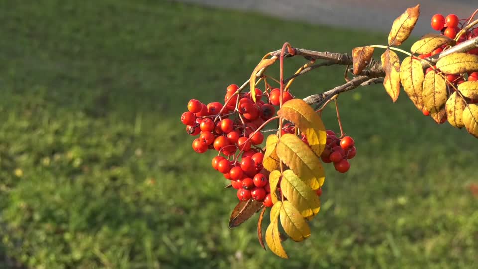 Rowan branch autumn