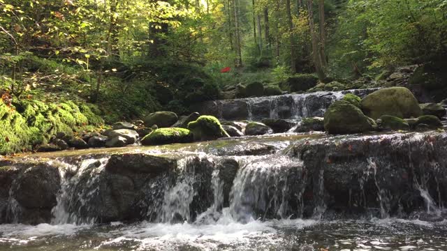 Forest water waterfall
