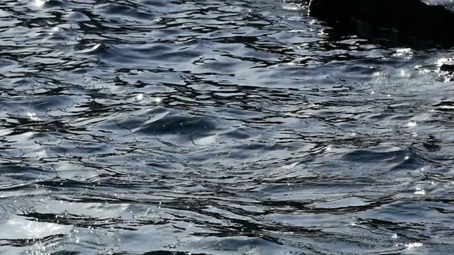 Seal seals water
