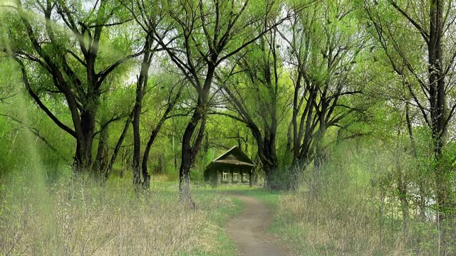 Spring forest house
