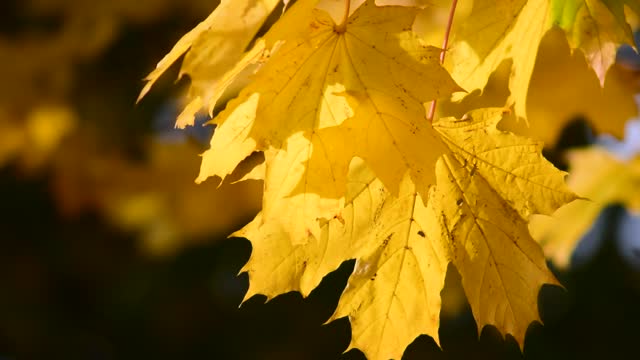 Leaves fall autumn leaves
