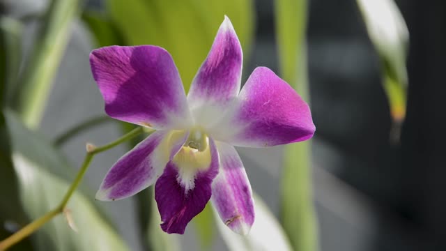 Flowers summer nature