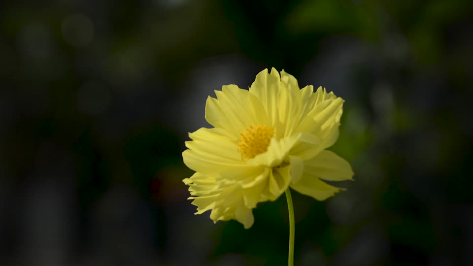 Flowers yellow summer