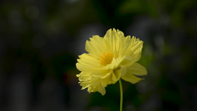 Flowers yellow summer
