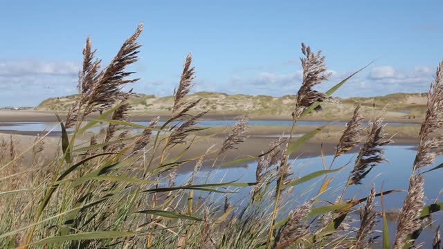 Reed wind summer day