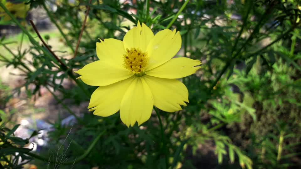 Yellow garden yellow flowers