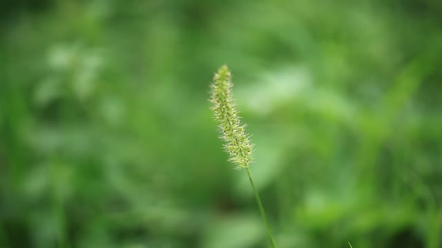 Grass nature green