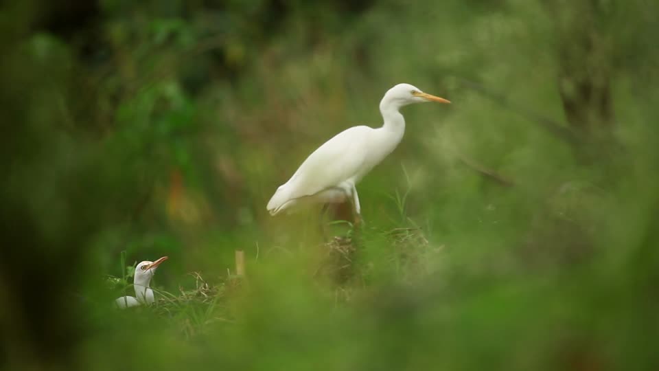 Cattle egret birds nature