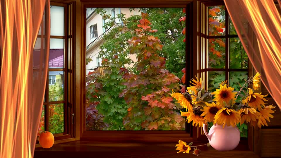 Autumn window maple