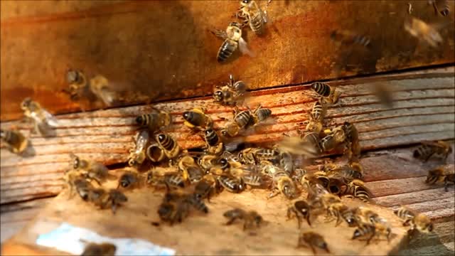 Bees beehive honey bees