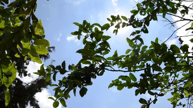 Sheets tree trees