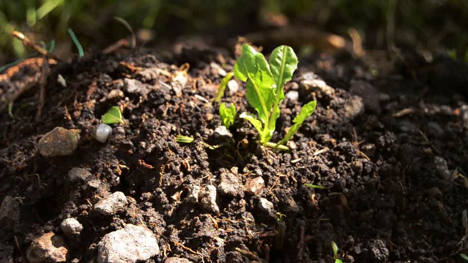 Plant earth nature
