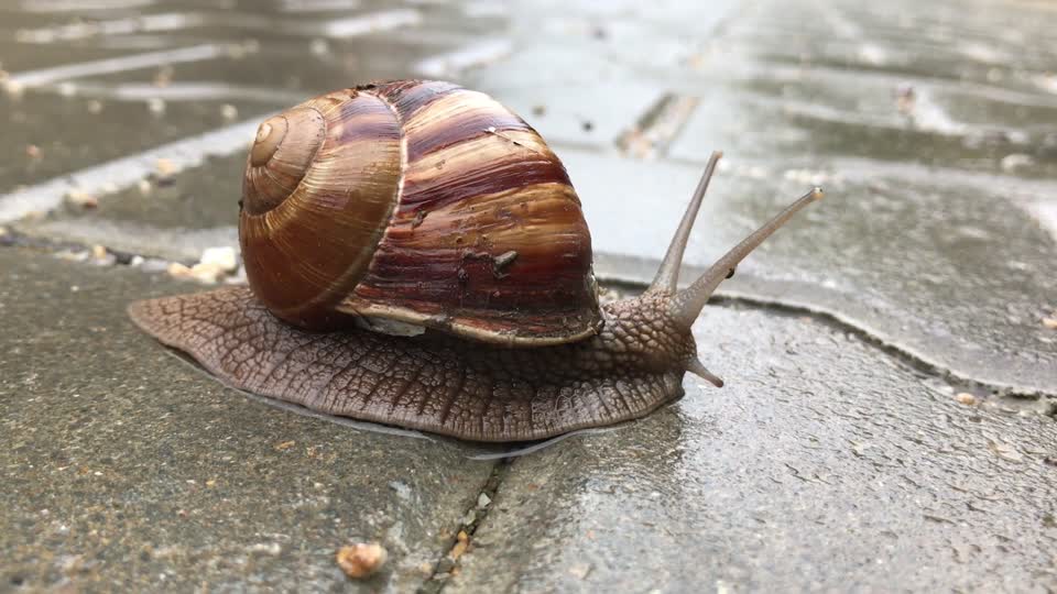 Turkey bartin snail