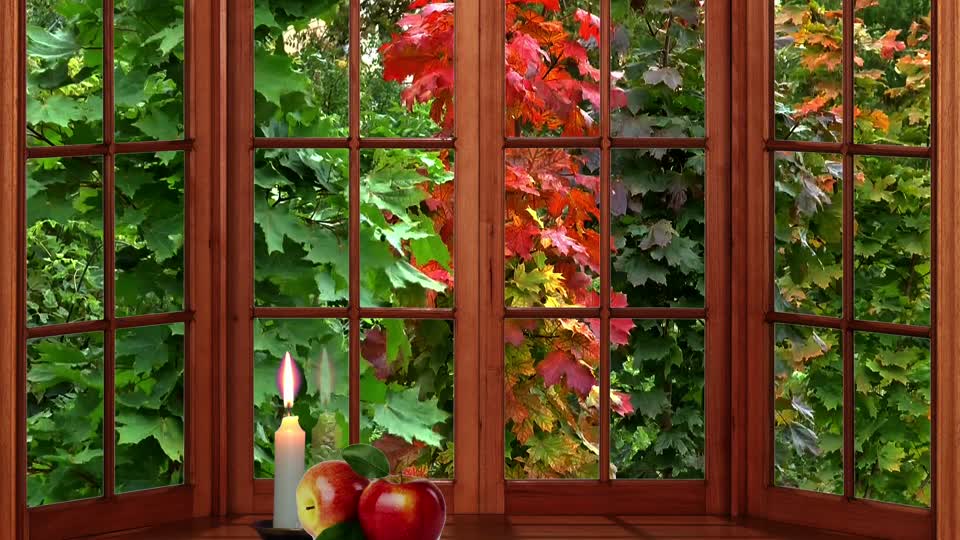 Autumn maple window