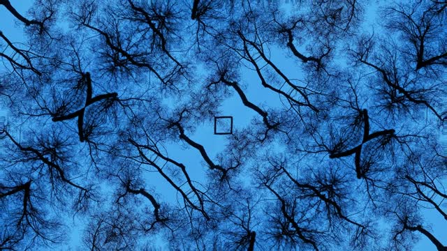Dance of the trees kaleidoscope pattern