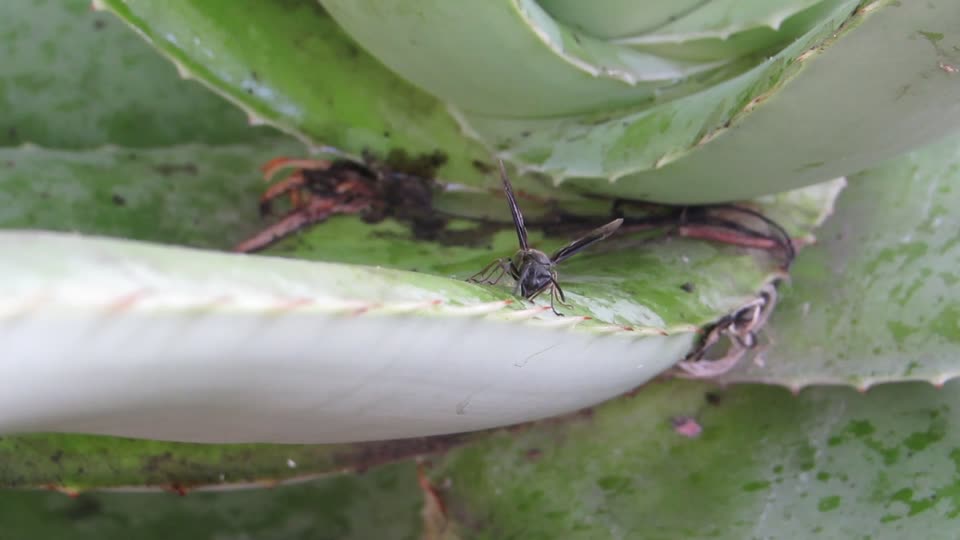 Insect wasp collection