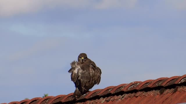 Raptor golden eagle birds of prey