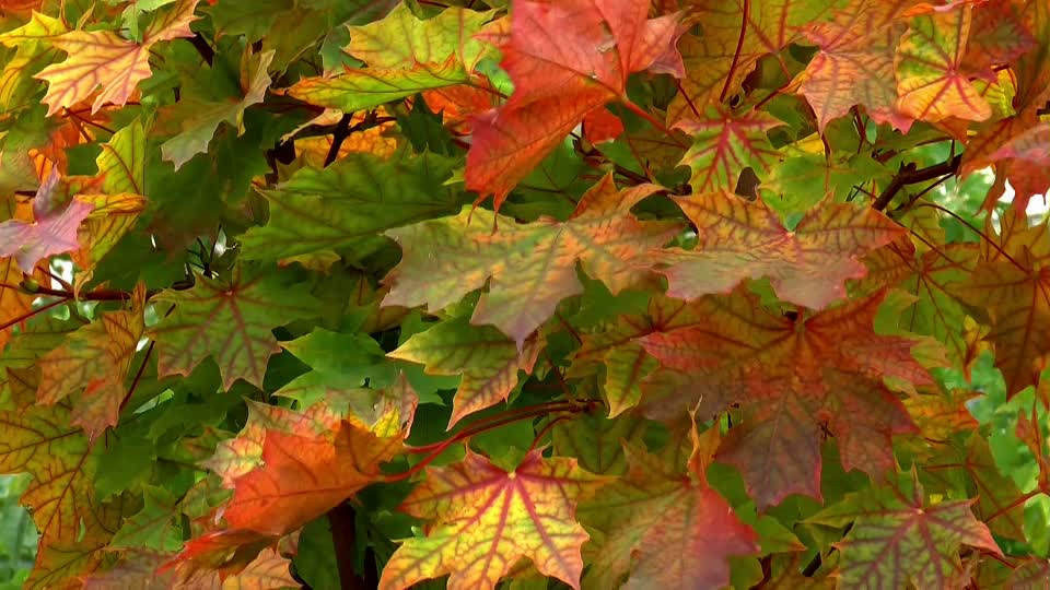 Autumn maple sheet
