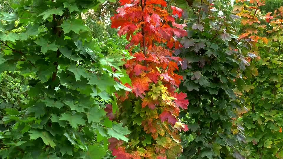 Autumn sheet maple