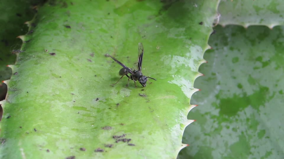 Nature wasp collection