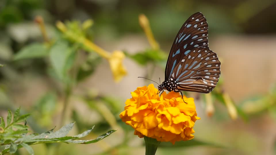 Butterfly botany flower