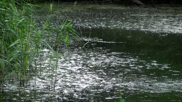 Rain drops water