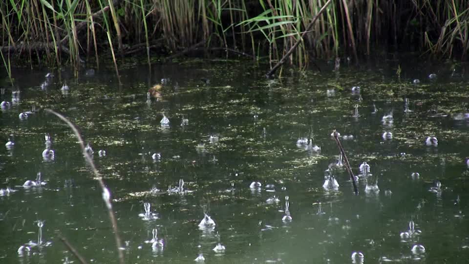 Raindrop water pond