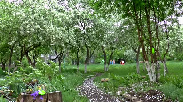 Apple tree blooms spring