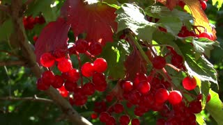 Viburnum red plant