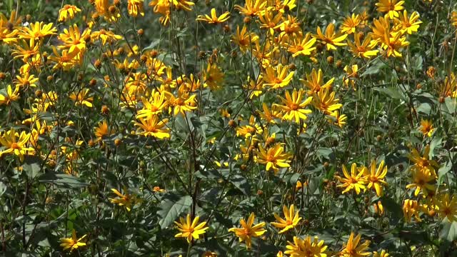 Flowers summer august