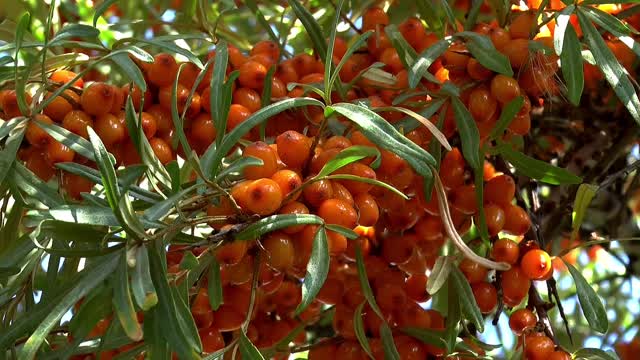 Berry sea buckthorn close-up