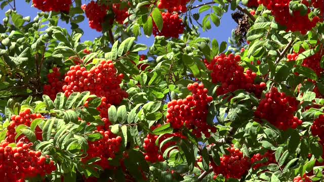 Berries rowan plant