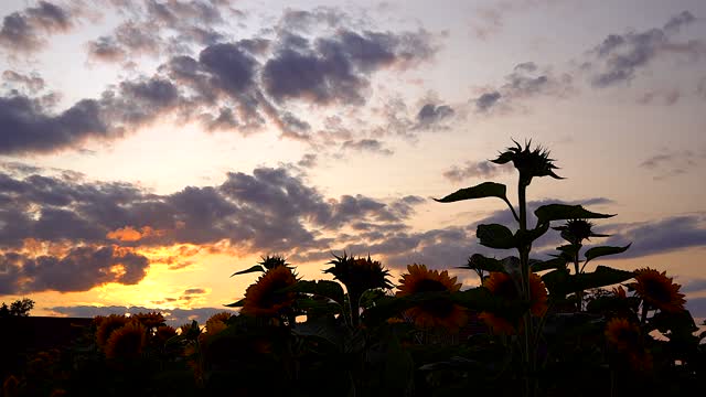 Sunflower field sunset plants