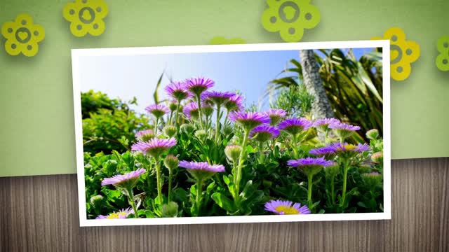 Flowers nature floral