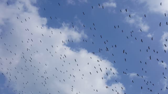 Birds bird wing