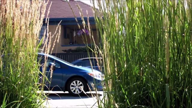 House cars plants