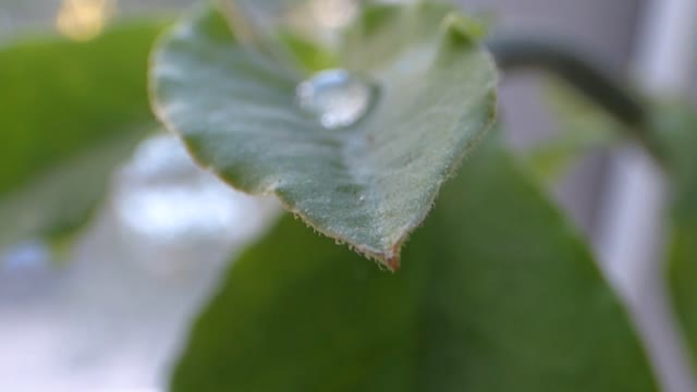 Water foliage sheet