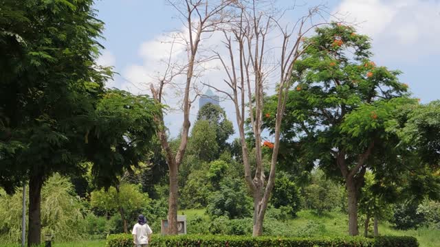 Sky clear tree