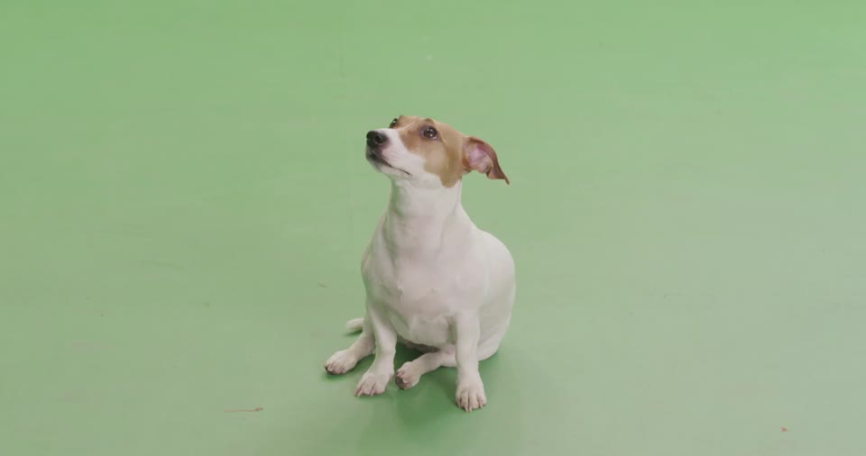 Chromakey dog sitting